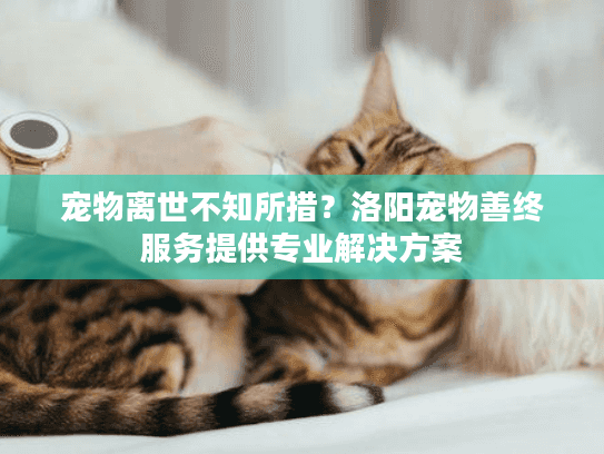 宠物离世不知所措？洛阳宠物善终服务提供专业解决方案