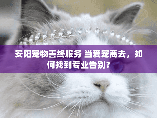 安阳宠物善终服务 当爱宠离去，如何找到专业告别？