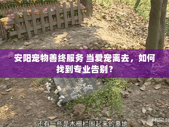 安阳宠物善终服务 当爱宠离去，如何找到专业告别？