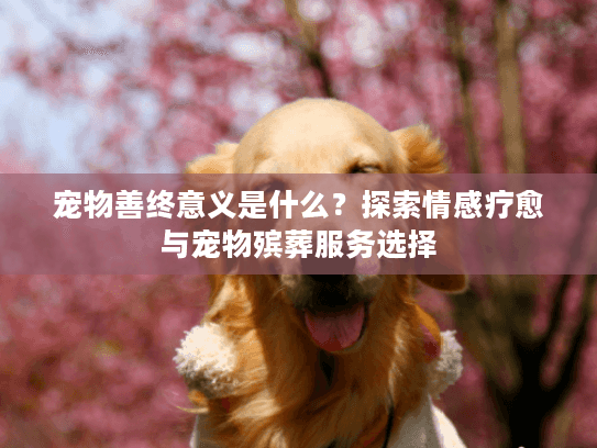 宠物善终意义是什么？探索情感疗愈与宠物殡葬服务选择