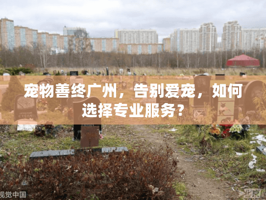 宠物善终广州，告别爱宠，如何选择专业服务？