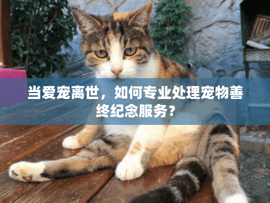 当爱宠离世，如何专业处理宠物善终纪念服务？