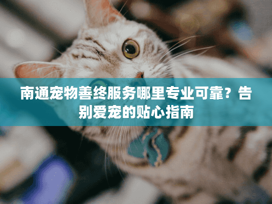 南通宠物善终服务哪里专业可靠？告别爱宠的贴心指南