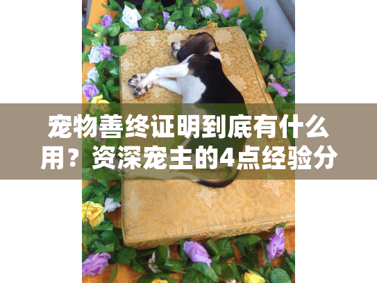 宠物善终证明到底有什么用？资深宠主的4点经验分享