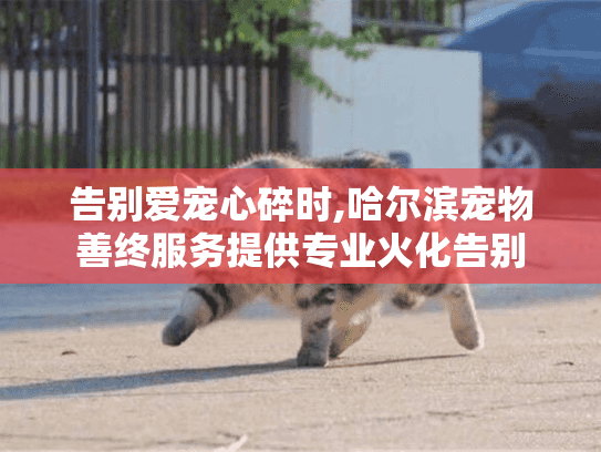 告别爱宠心碎时,哈尔滨宠物善终服务提供专业火化告别