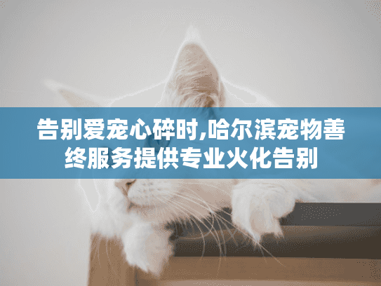 告别爱宠心碎时,哈尔滨宠物善终服务提供专业火化告别