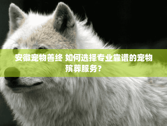 安徽宠物善终 如何选择专业靠谱的宠物殡葬服务？