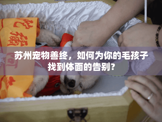 苏州宠物善终，如何为你的毛孩子找到体面的告别？