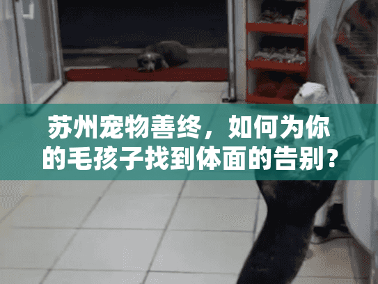 苏州宠物善终，如何为你的毛孩子找到体面的告别？