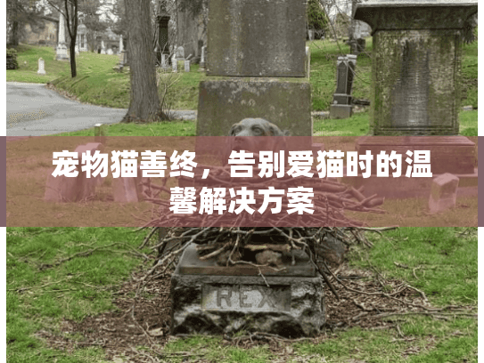 宠物猫善终，告别爱猫时的温馨解决方案