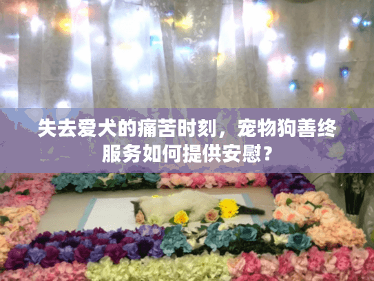 失去爱犬的痛苦时刻，宠物狗善终服务如何提供安慰？
