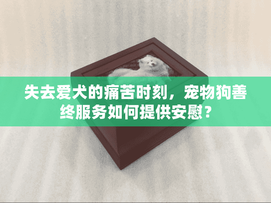 失去爱犬的痛苦时刻，宠物狗善终服务如何提供安慰？