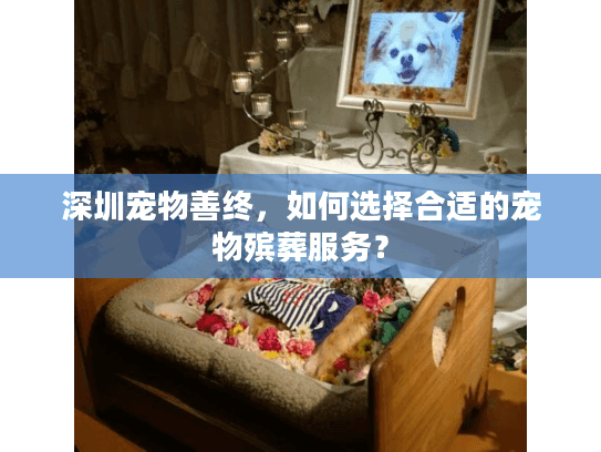 深圳宠物善终，如何选择合适的宠物殡葬服务？