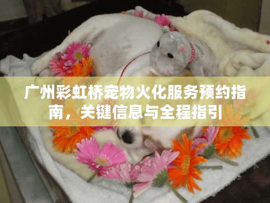 广州彩虹桥宠物火化服务预约指南，关键信息与全程指引