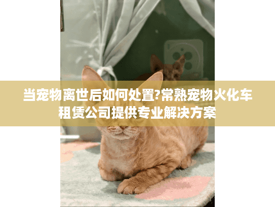 当宠物离世后如何处置?常熟宠物火化车租赁公司提供专业解决方案