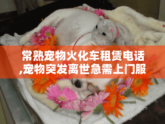 常熟宠物火化车租赁电话,宠物突发离世急需上门服务怎么办?