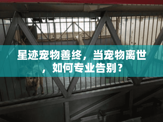 星迹宠物善终，当宠物离世，如何专业告别？