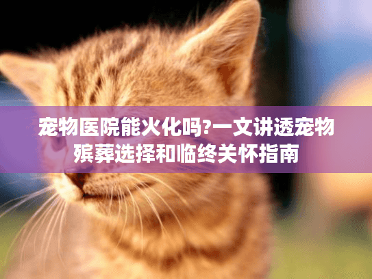 宠物医院能火化吗?一文讲透宠物殡葬选择和临终关怀指南