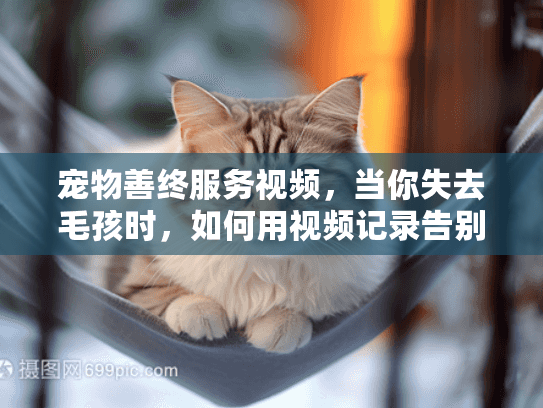 宠物善终服务视频，当你失去毛孩时，如何用视频记录告别？