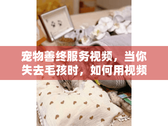 宠物善终服务视频，当你失去毛孩时，如何用视频记录告别？