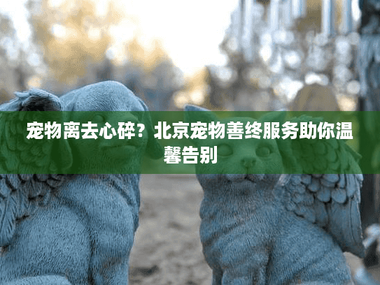 宠物离去心碎？北京宠物善终服务助你温馨告别