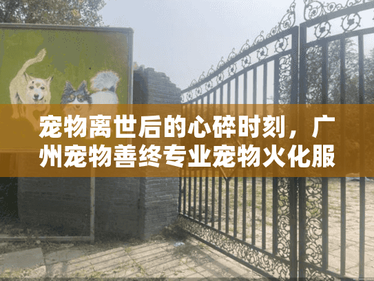 宠物离世后的心碎时刻，广州宠物善终专业宠物火化服务如何帮你？