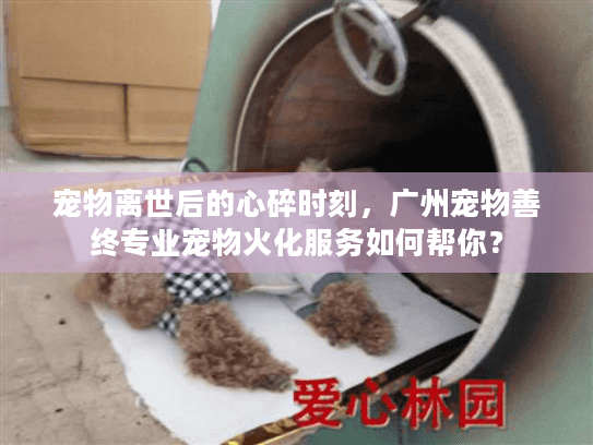 宠物离世后的心碎时刻，广州宠物善终专业宠物火化服务如何帮你？