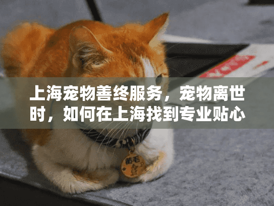 上海宠物善终服务，宠物离世时，如何在上海找到专业贴心的告别方案？