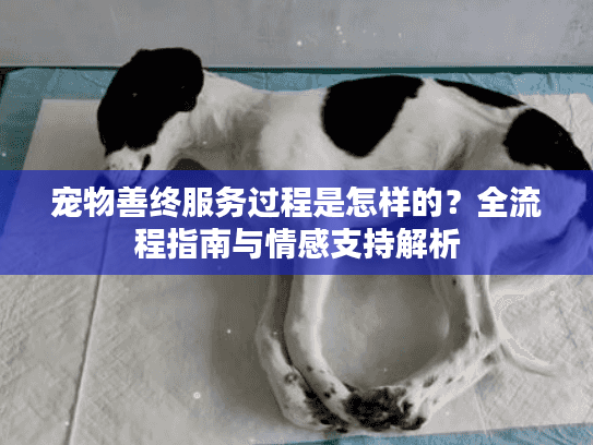 宠物善终服务过程是怎样的？全流程指南与情感支持解析