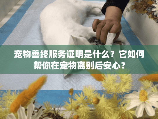 宠物善终服务证明是什么？它如何帮你在宠物离别后安心？