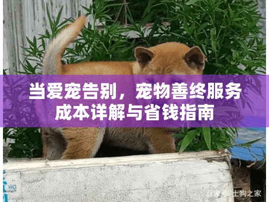 当爱宠告别，宠物善终服务成本详解与省钱指南