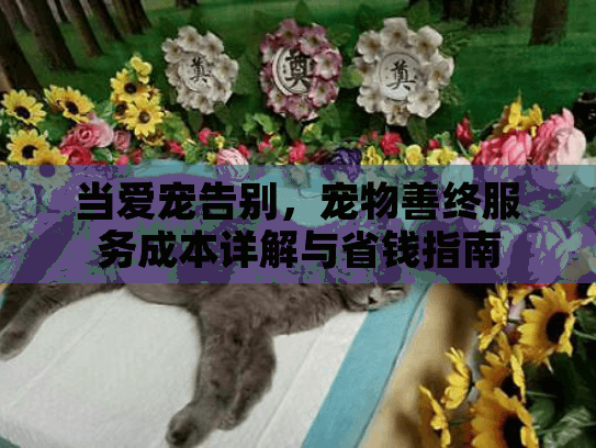 当爱宠告别，宠物善终服务成本详解与省钱指南