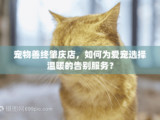 宠物善终肇庆店，如何为爱宠选择温暖的告别服务？