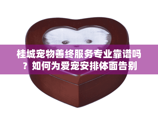 桂城宠物善终服务专业靠谱吗？如何为爱宠安排体面告别
