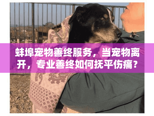 蚌埠宠物善终服务，当宠物离开，专业善终如何抚平伤痛？