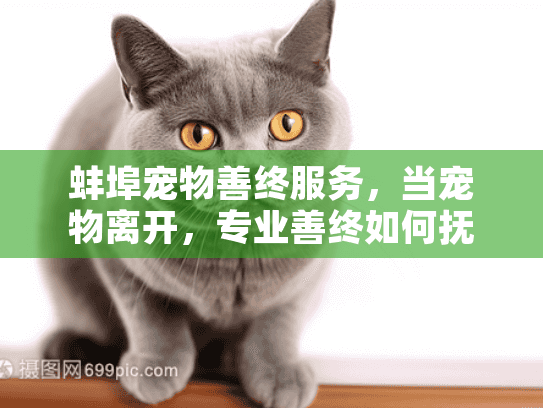 蚌埠宠物善终服务，当宠物离开，专业善终如何抚平伤痛？