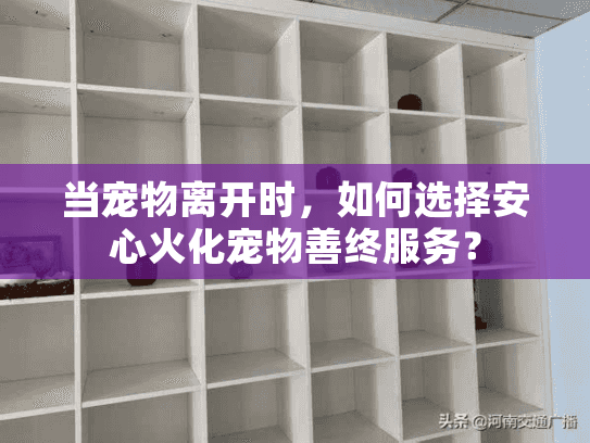 当宠物离开时，如何选择安心火化宠物善终服务？