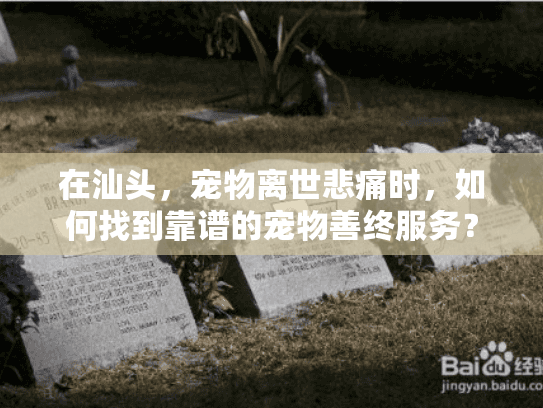 在汕头，宠物离世悲痛时，如何找到靠谱的宠物善终服务？