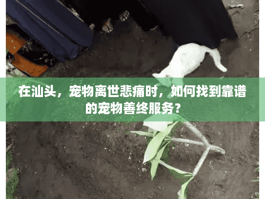 在汕头，宠物离世悲痛时，如何找到靠谱的宠物善终服务？