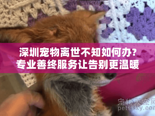 深圳宠物离世不知如何办?专业善终服务让告别更温暖