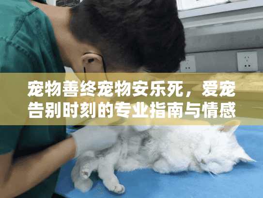 宠物善终宠物安乐死，爱宠告别时刻的专业指南与情感疗愈