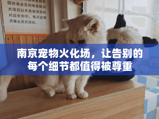 南京宠物火化场，让告别的每个细节都值得被尊重