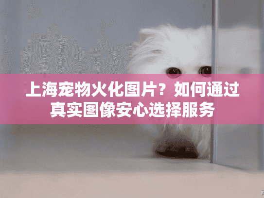 上海宠物火化图片？如何通过真实图像安心选择服务
