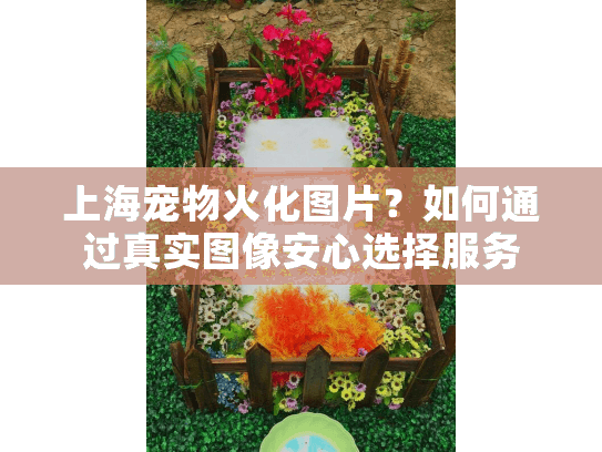 上海宠物火化图片？如何通过真实图像安心选择服务