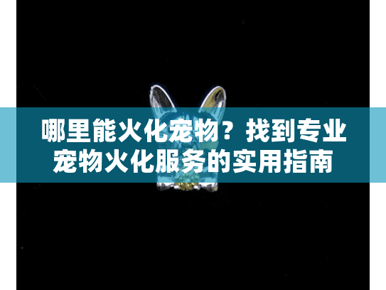 哪里能火化宠物？找到专业宠物火化服务的实用指南