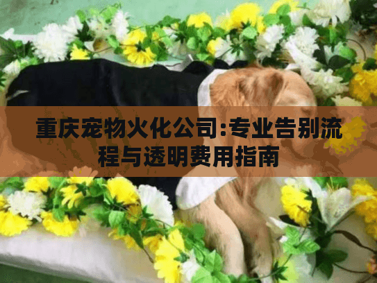 重庆宠物火化公司:专业告别流程与透明费用指南