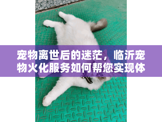 宠物离世后的迷茫，临沂宠物火化服务如何帮您实现体面告别？