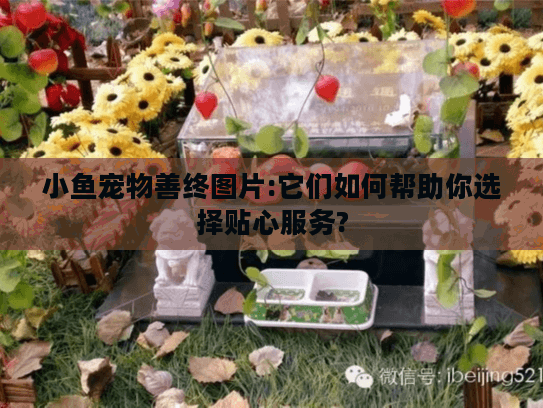 小鱼宠物善终图片:它们如何帮助你选择贴心服务?
