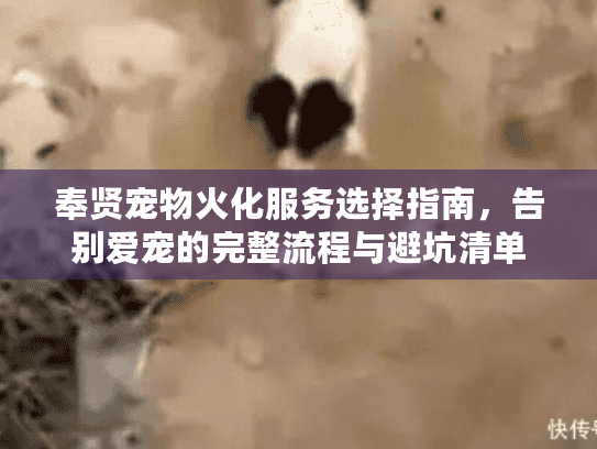 奉贤宠物火化服务选择指南，告别爱宠的完整流程与避坑清单