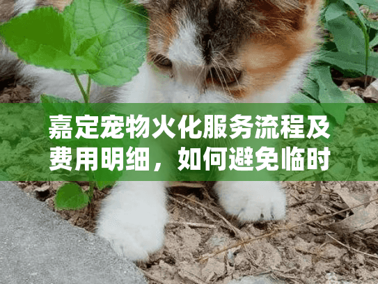嘉定宠物火化服务流程及费用明细，如何避免临时慌乱？